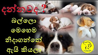 Dog Sleeping Position Meaning  බව්වන් නිදාගන්න ඉරියව් වලට ඇති හේතු pettalk doctorpets petclub [upl. by Ahsiemaj]