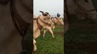 trending Ongole bulls  chirala Ongole bulls gandigopi589 [upl. by Eedrahs]