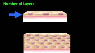 Histology Epithelial Tissue [upl. by Nitsyrk814]