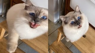 BEST VIDEO OF BIRMAN CATS [upl. by Rodavlas]