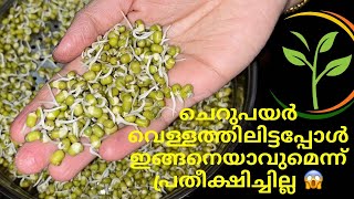 ചെറുപയർ ഇങ്ങനെ കഴിക്കൂcherupayar curry thoran recipe in malayalam [upl. by Eaves]