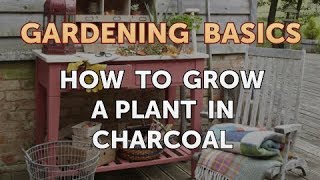 How to Grow a Plant in Charcoal [upl. by Aneeras]