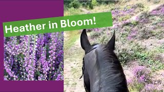 Summer Hack among the heather happyhacker horses horseriding ponies friesianhorse equestrian [upl. by Chad785]