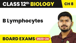 B Lymphocytes  Human Health and Disease  Class 12 Biology 202223 [upl. by Naujal]