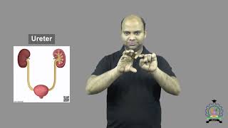 quotUreterquot  Indian Sign Language ISL Tutorial  How to sign [upl. by Nollahp104]