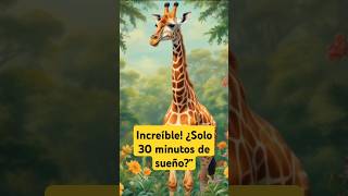 La Jirafa que Solo Duerme 30 Minutos al Día curiosidades sabíasqué sabiasque jirafas animals [upl. by Onileva]