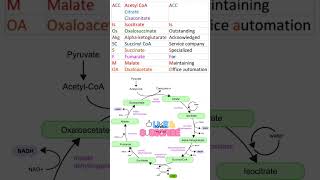 TCA cycle mnemonic or Citric acid mnemonic shortsfeed biology biochemistry mnemonics [upl. by Ibrik862]