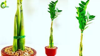 ZZ Plant Growing in Braid Style  ZZ Plant Tabletop Decoration  ZZ Plant feng shui Idea [upl. by Gemma]