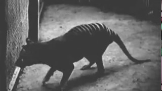 Collection of all known footage of Thylacines at Hobart Zoo Tasmania as of May 2017 [upl. by Aelhsa]