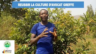 Comment Réussir un Champ dAvocatier Greffés au Cameroun  par kana Évariste [upl. by Rennie]