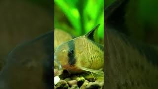 Guppies and Corydoras Best Fish Combination for Aquariums 🐠 shorts [upl. by Eyt]