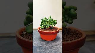 Aloinopsis Schooneesii cactus bonsai suculentas [upl. by Meletius]