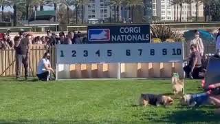 watch this corgi race fail 😂 [upl. by Ellahcim412]