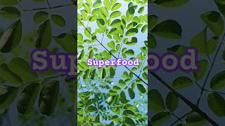 Moringa oleifera superfood slowliving botanikamalaya [upl. by Glantz913]