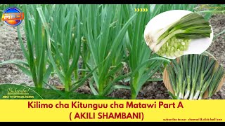 Kilimo cha Kitunguu cha Matawi Onion Farming in Kenya Part A  AKILI SHAMBANI [upl. by Robbert]