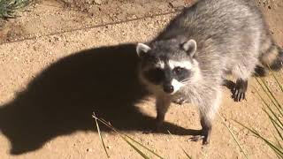 Raccoons Freeze  Caught Crossing Front Yard in Middle of the Night [upl. by Engleman]