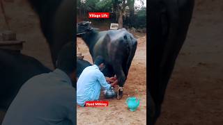 Hand Milking In BuffaloVillage Life villagelifenatureshortfarming villageshortsdrfaisallilla [upl. by Atsejam]