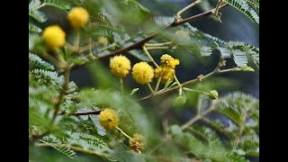 kikar Acacia Nilotica tree medical uses and benefits plant care [upl. by Iat468]