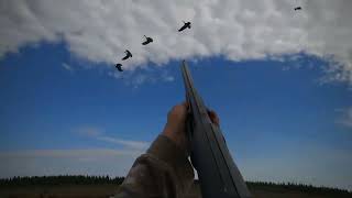 2024 james bay longneck goosehunting big honkers [upl. by Haodnanehs]