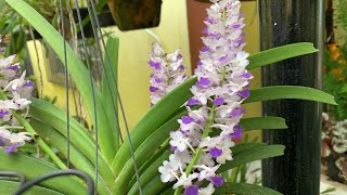 Rhynchostylis celeste blue tour no orquidário [upl. by Nolra]