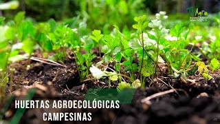 Huertas agroecológicas campesinas  TvAgro por Juan Gonzalo Angel Restrepo [upl. by Omle299]