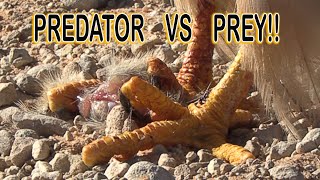 PREDATOR VS PREY [upl. by Rehc]