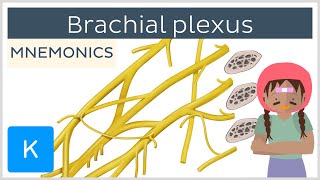 Brachial plexus mnemonics  Human Anatomy  Kenhub [upl. by Akibma586]