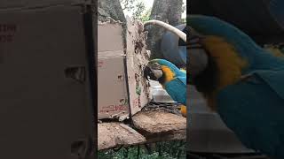 La guacamaya vieja le gusta jugar loro [upl. by Alage503]