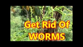 GET RID OF INTESTINAL WORMS How To GET RID OF INTESTINAL WORMS Country Living [upl. by Alac13]