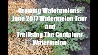 Growing Watermelons Tour Of The Watermelon Patch And Trellising The Container Watermelon [upl. by Ecile]