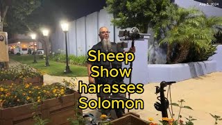 Sheep Show Harasses Solomon [upl. by Evangelia121]