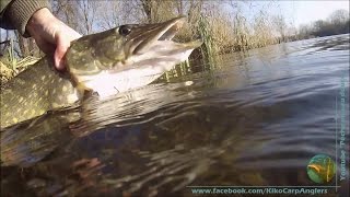 UNDERWATER 90cm PIKE ATTACK IN CLEAR WATER [upl. by Divadnhoj]