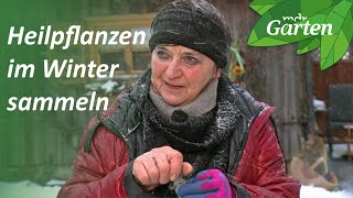 Mit der Kräuterfrau unterwegs Heilpflanzen im Winter ernten  MDR Garten [upl. by Jamie996]