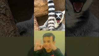 The voice of Lemur lemur animals shorts reaction [upl. by Notnerb]