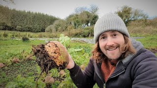 Top 10 Vegetables to Grow and Harvest in Winter [upl. by Bensen]