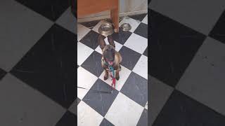 تدريب الكلب مالينوا 🤔dressage de chien malinois🕺🦴 [upl. by Hgielsel]