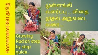 வீட்டில் எப்படி ஈஸியா முள்ளங்கி வளர்ப்பது  Growing Radish very simple at home  Radish Growing [upl. by Airamak88]