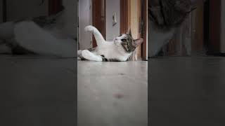 Catyetano y su nuevo juguete 🐱 cat cute gatos [upl. by Zobkiw]