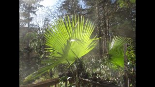 Trachycarpus latisectus cold hardiness [upl. by Faust290]