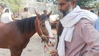 new video horse foe sale in ameen pur [upl. by Veats]