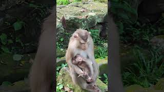 Lovemonkey eat mango🐒💐Ux5 shorts animals viral monkeys monkeyvideo monkey dog cat funny [upl. by Alyag258]