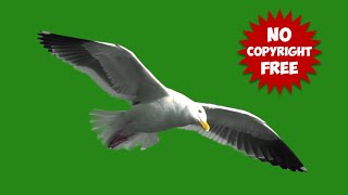 Top Flying birds video effect green screen no copyright Seagull flying in sky [upl. by Caspar]