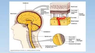 Meningitis  PEDIATRIA [upl. by Spring]