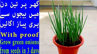 Spring Onion Grow At Home  The 2 Most Important Tips for Growing Onion For Beginners [upl. by Ratcliffe]