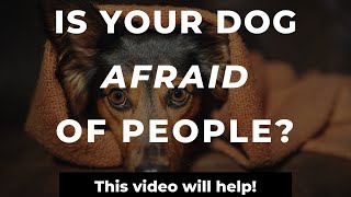 How To Stop A Dogs Fear Of Strangers  Training A Fearful Dog [upl. by Humfrey]