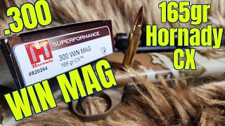 300 Winchester Magnum 165gr Hornady Superformance CX Review [upl. by Eelnodnarb]