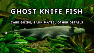 BLACK GHOST KNIFE FISH DETAILED GUIDE  GHOST FISH CARE TIPS [upl. by Onaicul]