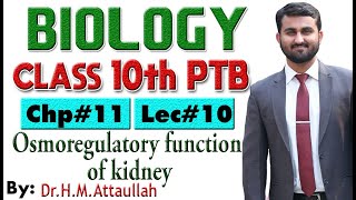 Osmoregulatory function of kidney  Chapter  11  Biology Class 10th Lec  10 [upl. by Taite773]