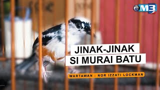 FULL Majalah 3 2022  5 Jun  JinakJinak Si Murai Batu [upl. by Doniv]