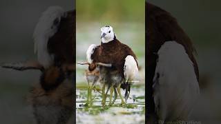 Jacana Bird Hiding its Chicks under wings Wincent vwCB9bird nature wildlife [upl. by Auqenahc]